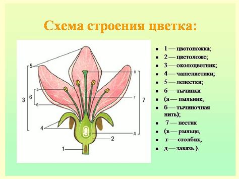 Поздний цветок: его значение и уход