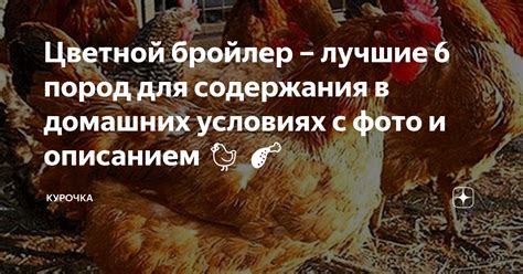 Познакомьтесь с бройлер курицей