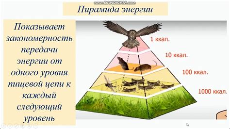 Поиск стимуляции и энергии