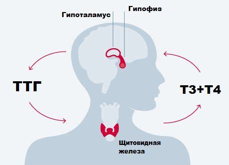 Показатель ТТГ: его влияние на организм человека