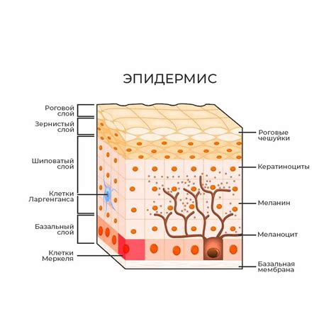 Покровительство кожи