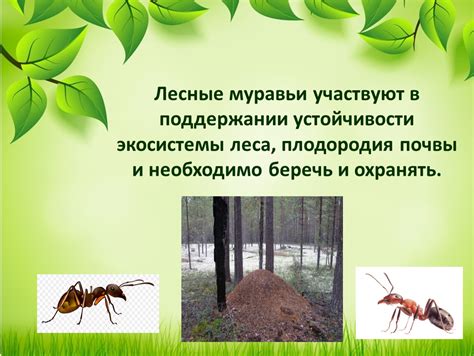 Полезность в экосистеме: роль муравьев и человека в поддержании баланса природы