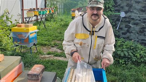 Полезность и энергетика пчел в наших снах: их ауральные свойства и символическое значение