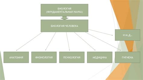 Полезность снов о знакомом молодом человеке и их толкование