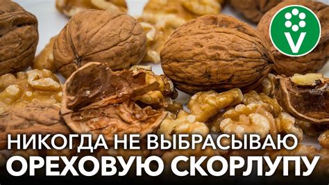 Полезные свойства грецкого ореха