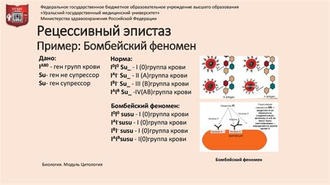 Полимерное действие генов и формирование наследственности