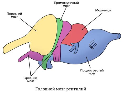 Полный анализ и значение сновидений о загадочном рептилии