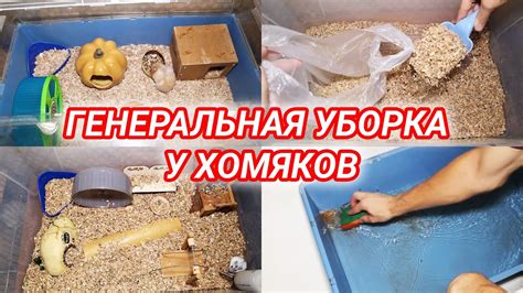 Половая диморфность в умывании у хомяков