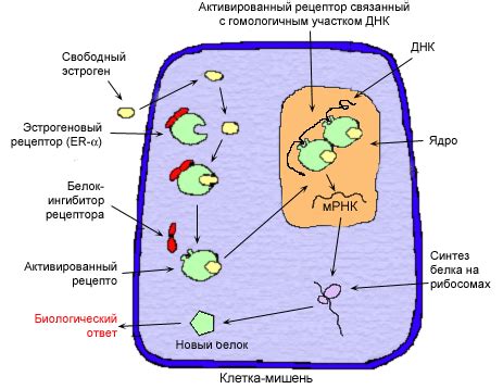 Положительная 8-балльная реакция рецепторов эстрогенов