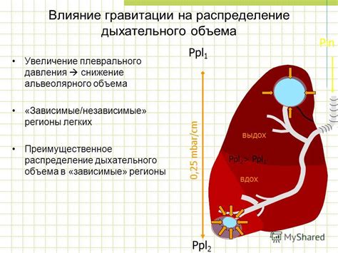 Положительное влияние достаточного объема легких