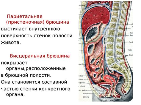 Положительное воздействие на работу органов внутренней полости живота