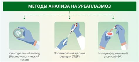 Положительный результат на уреаплазму parvum: последствия и потенциальные проблемы