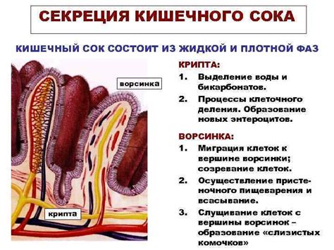 Полостное пищеварение: основные принципы и функции