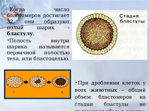 Полость у шарика и его эластичность