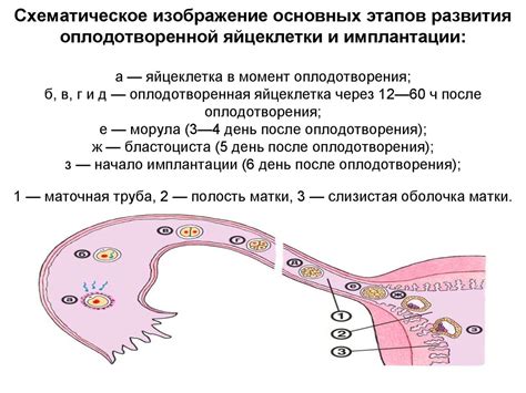 Получение оплодотворенной яйцеклетки и образование хориона