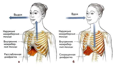 Польза дыхания диафрагмой