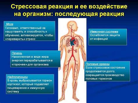 Польза контроля веса: влияние на здоровье и способы преодоления