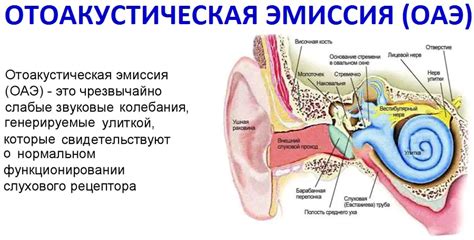 Польза отоакустической эмиссии для развития речи и слуха у новорожденных