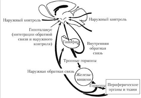 Польза регуляции гона