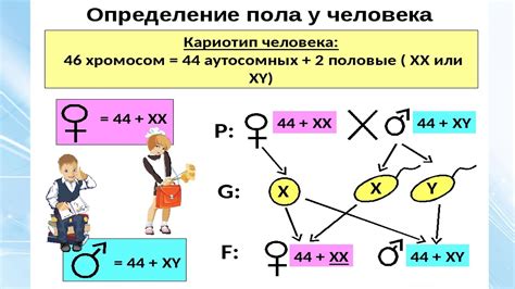 Пол и наследование