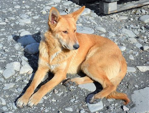 Помесь собаки: значение и происхождение