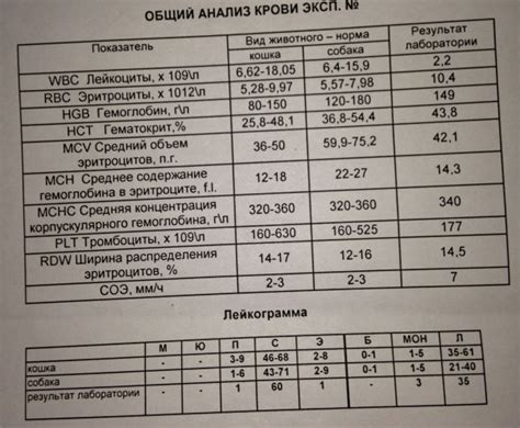 Пониженное количество лейкоцитов у кошки