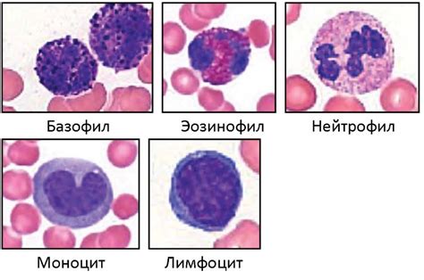 Пониженные лейкоциты у кошек