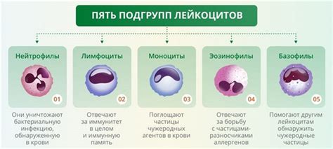 Пониженные лейкоциты у новорожденного ребенка