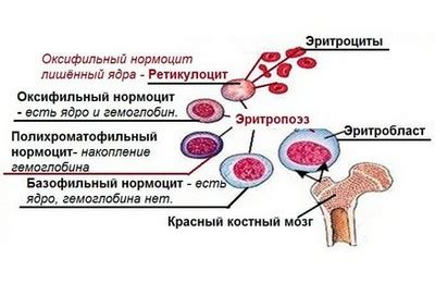 Пониженные ретикулоциты у женщины: