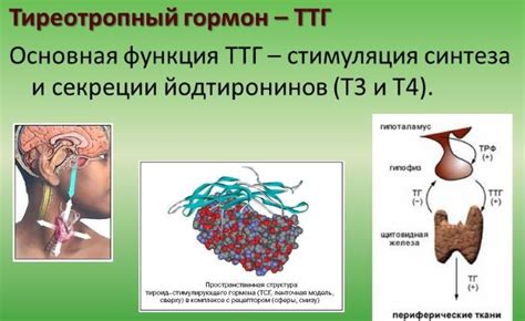 Пониженный уровень гормона ТТГ у женщины: что делать?