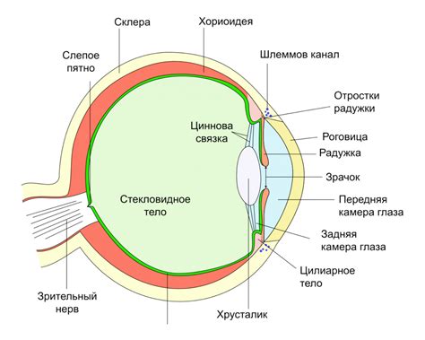 Поникшие глаза и их значение