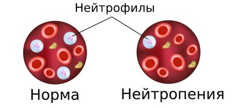 Понимание нейтрофилов