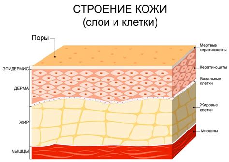 Понимание ороговевшего слоя кожи