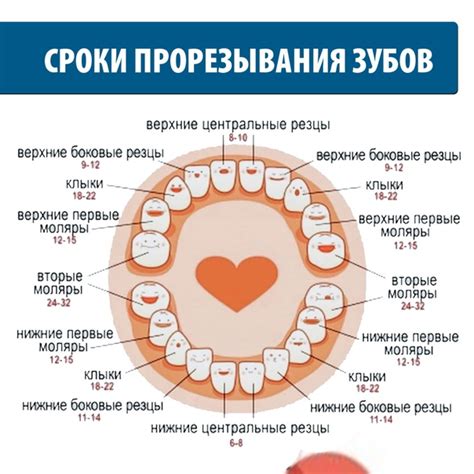 Понимание процесса роста зубов у ребенка