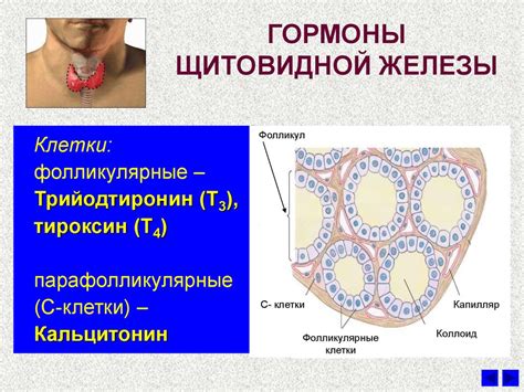 Понимание симптомов недостатка гормонов щитовидной железы