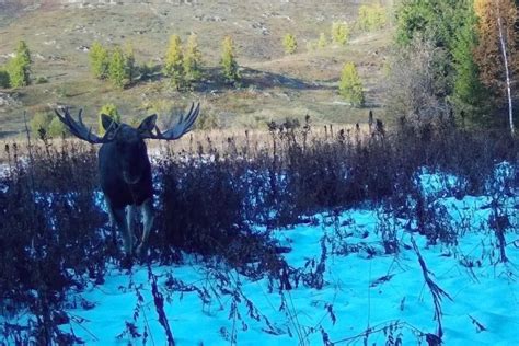 Понимание снов, в которых появляются лось и лосиха в период размножения