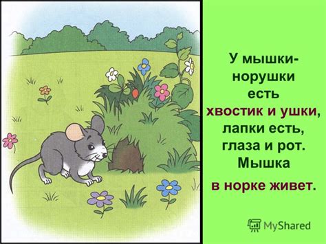 Понятие "мышки норушки"