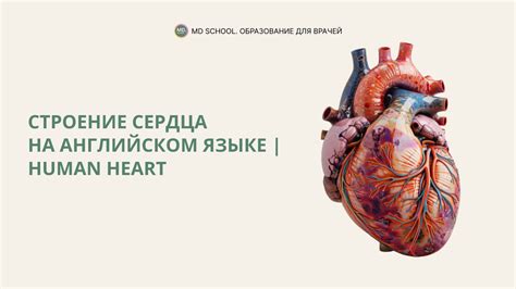 Понятие "heart" на английском языке