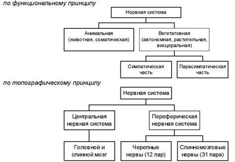 Понятие возбуждения центральной нервной системы