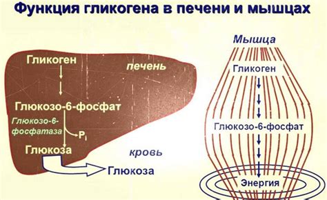 Понятие гиподенсивного включения печени