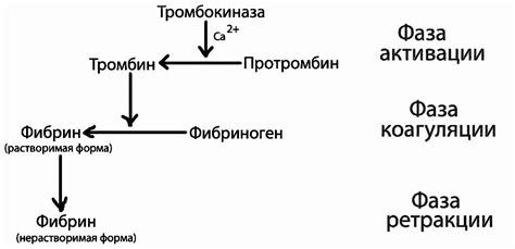 Понятие и значение гемостаза