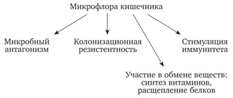 Понятие и значение микрофлоры