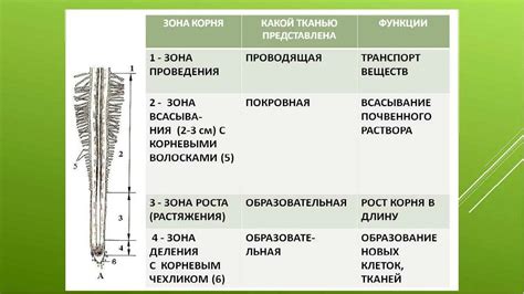 Понятие и значение уплотнения корневой зоны легких