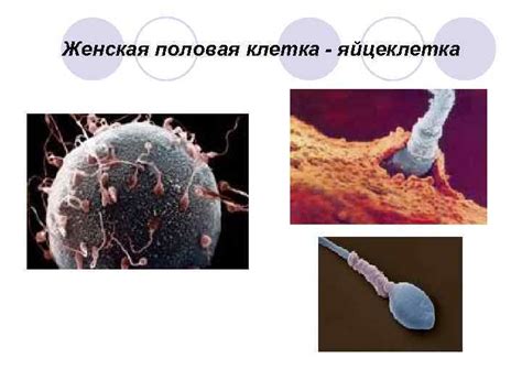 Понятие и особенности репродуктивной деятельности