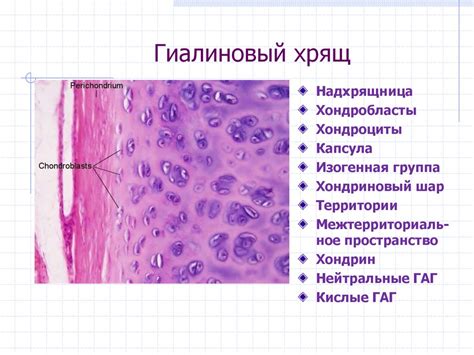 Понятие и роль суставного гиалинового хряща