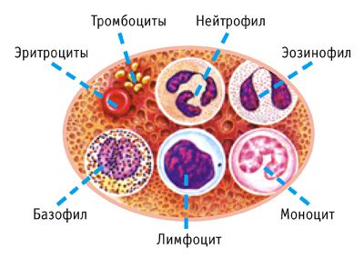 Понятие маленьких лейкоцитов