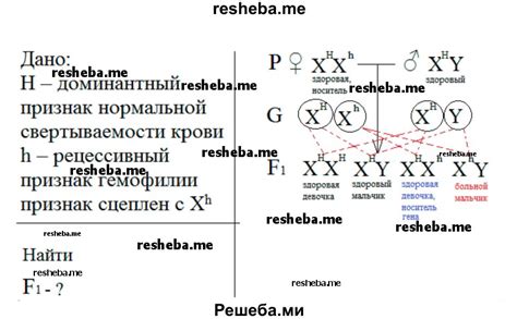 Понятие наследования признаков по полу