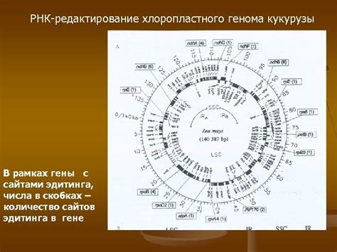 Понятие обнаружения неколичественной РНК