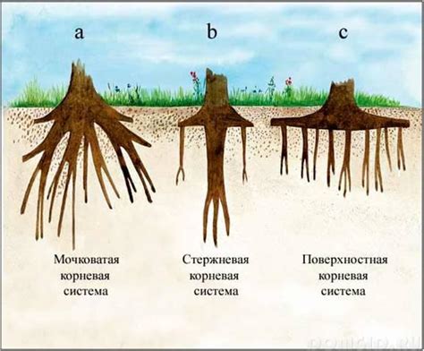 Понятие сплавления дерева