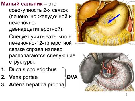 Понятие ультразвука брюшной полости